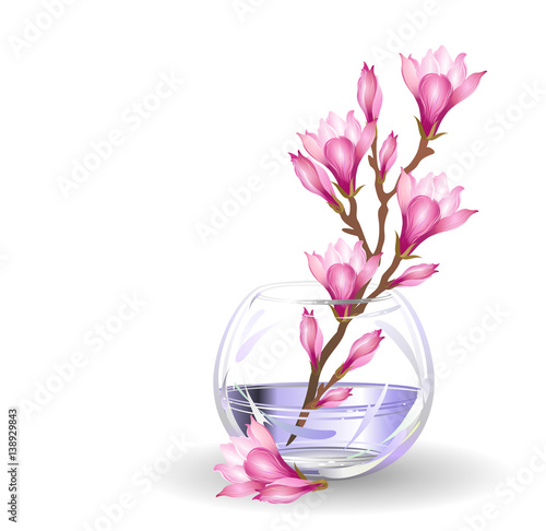 Magnolia flowers. Hand drawn vector brush illustration of blooming magnolia  branch in glass flower bowl on white background.