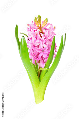 Pink hyacinth on white back...
