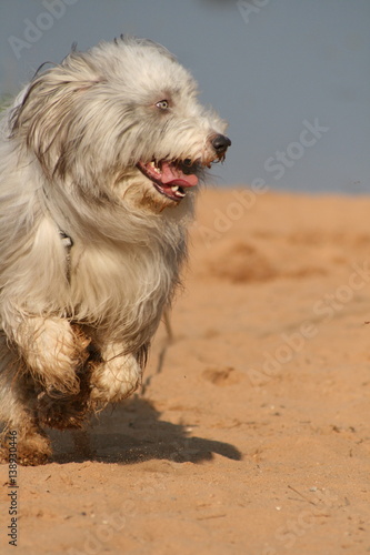 Bearded Collie am Strand © sunday pictures