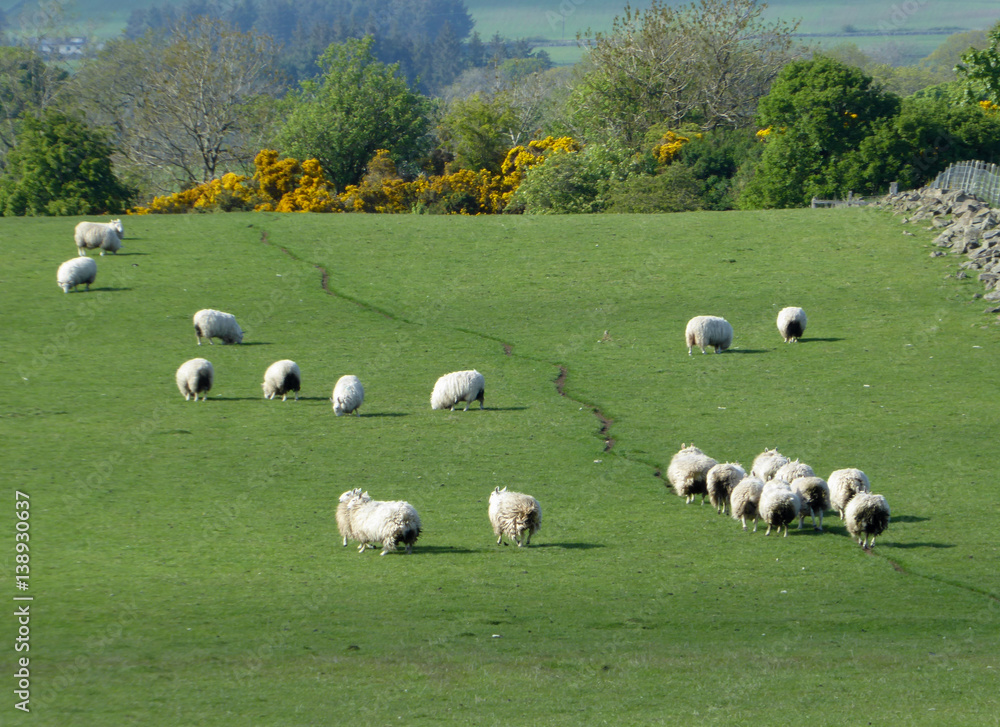 Flock of sheep wandering up grassy hill