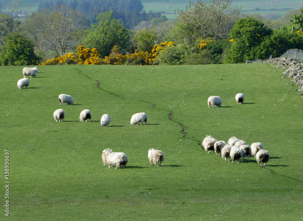 Flock of sheep wandering up grassy hill Flock of sheep wandering up grassy hill