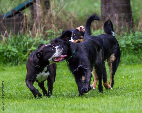 Sennenhund  Boxer  Mischling Schnauzer beim Spielen