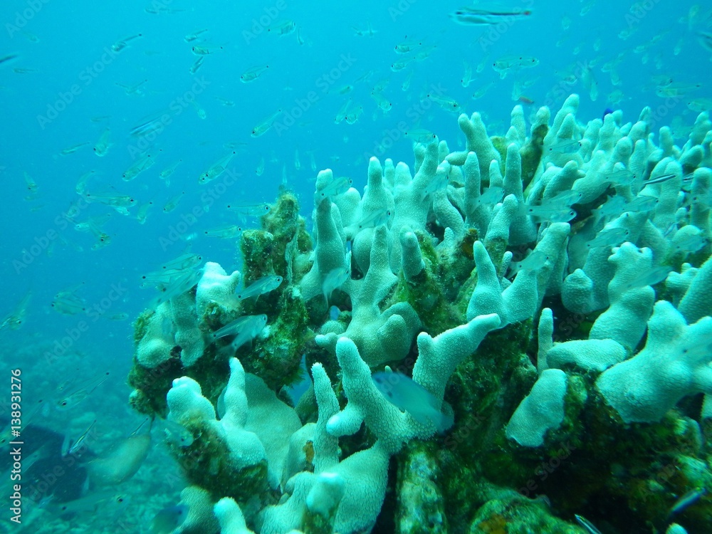 海中 魚 サンゴ 海中 魚 サンゴ