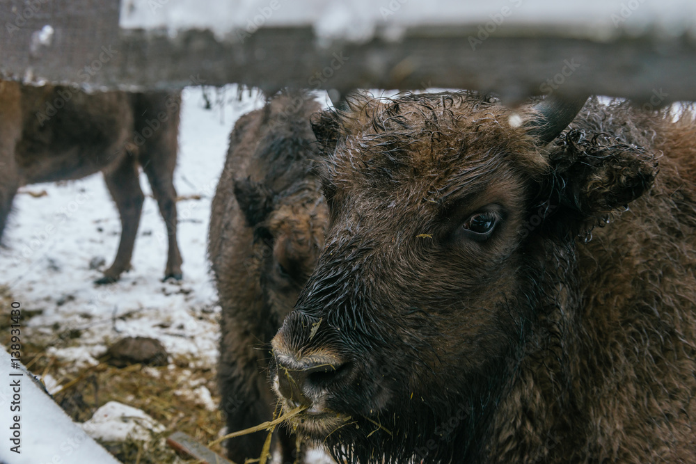 Obraz premium Feeding of European Bisons' Family in National Park