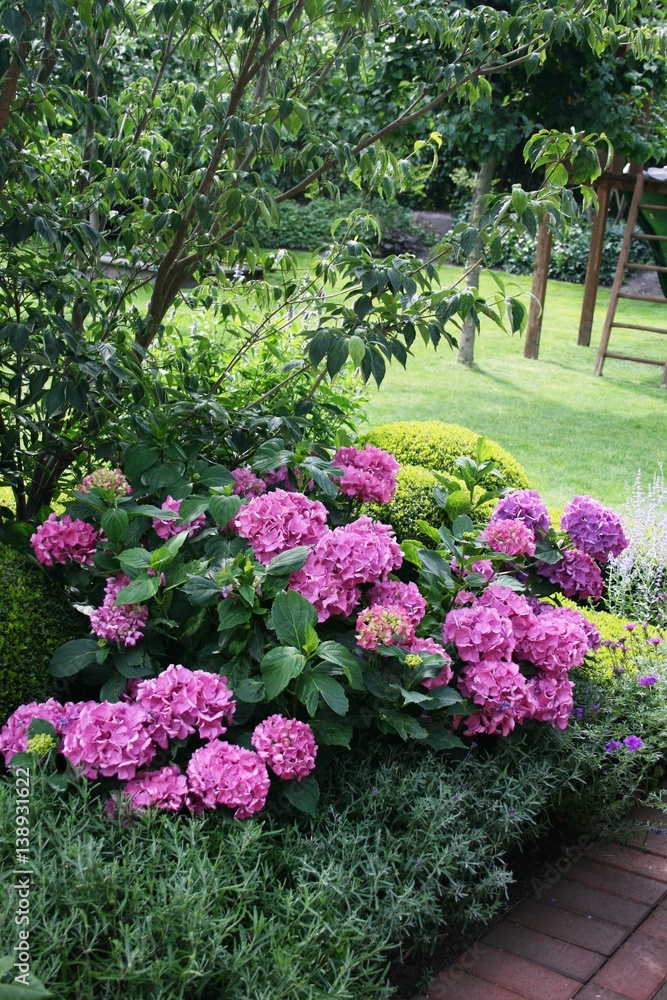 Fototapeta premium Bauernhortensien im Garten 4
