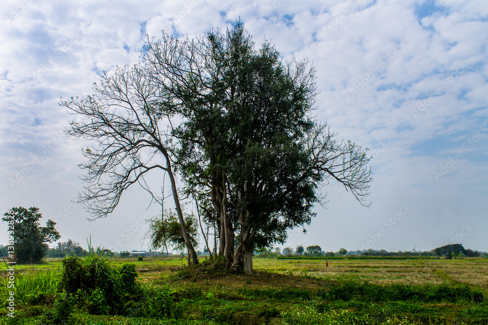 Obraz premium Country scene