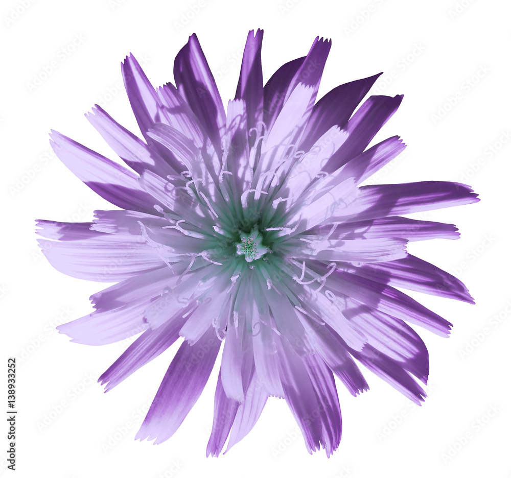 violet-turquoise flower dandelion, garden flower, white  isolated background with clipping path.  Closeup. no shadows.  Nature.