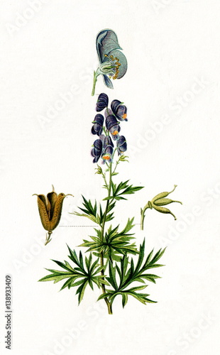 Aconite (Aconitum napellus) (from Meyers Lexikon, 1895, 7/568/569) photo