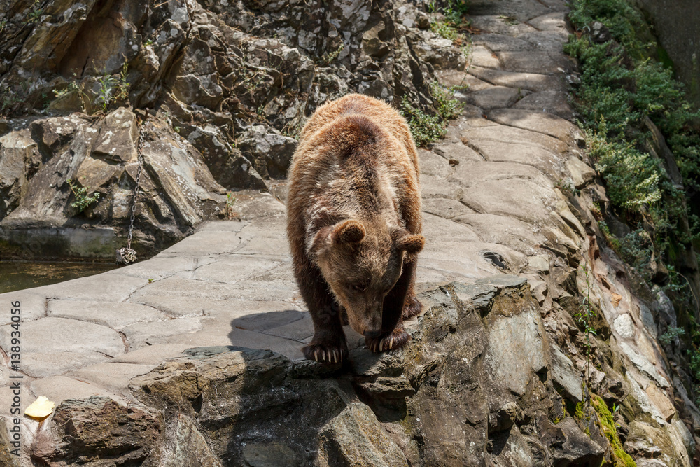 Brown bear looking down