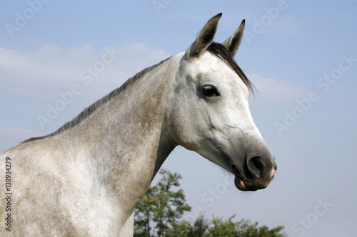Closeup of a young purebred horse on pasture against natural blue sky © acceptfoto