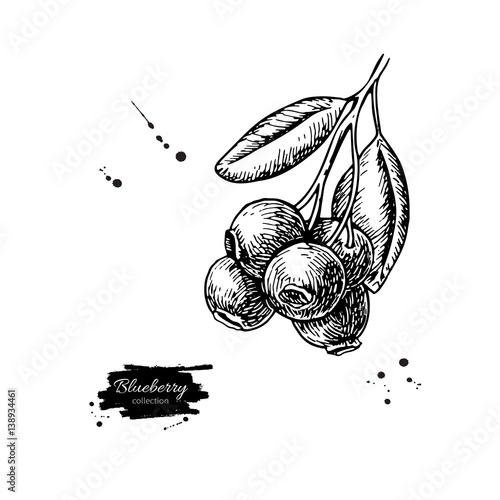 Blueberry vector drawing. Isolated hand drawn berry branch on wh