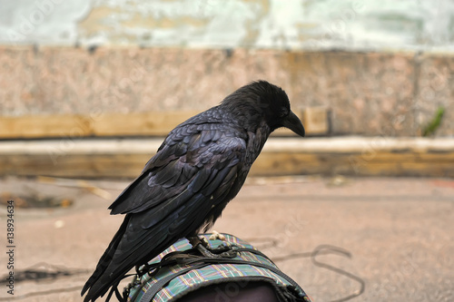 Raven Closeup photo