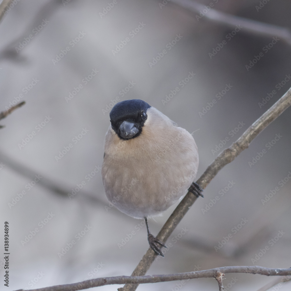Fototapeta premium Brown Female of Eurasian Bullfinch, Pyrrhula pyrrhula, close-up portrait on branch with bokeh background, selective focus, shallow DOF