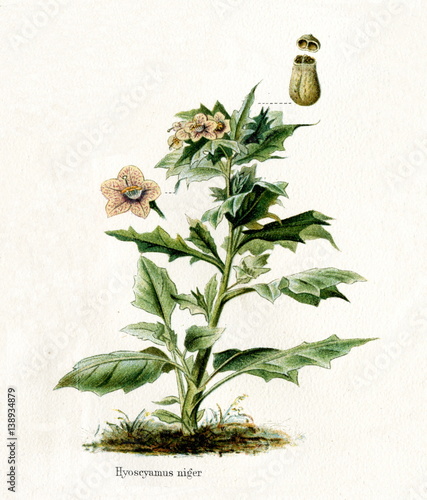 Henbane (Hyoscyamus niger) (from Meyers Lexikon, 1895, 7/568/569) photo