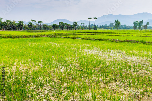 Thai agriculture photo