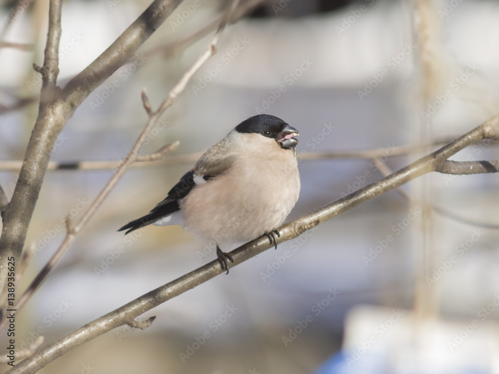 Brown Female of Eurasian Bullfinch, Pyrrhula pyrrhula, close-up portrait on branch with bokeh background, selective focus, shallow DOF Brown Female of Eurasian Bullfinch, Pyrrhula pyrrhula, close-up portrait on branch with bokeh background, selective focus, shallow DOF