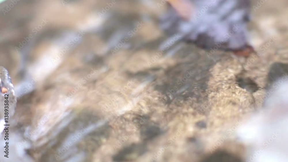 After the Winter Snow is Melting, the Flow of Water in Wooded Area After the Winter Snow is Melting, the Flow of Water in Wooded Area