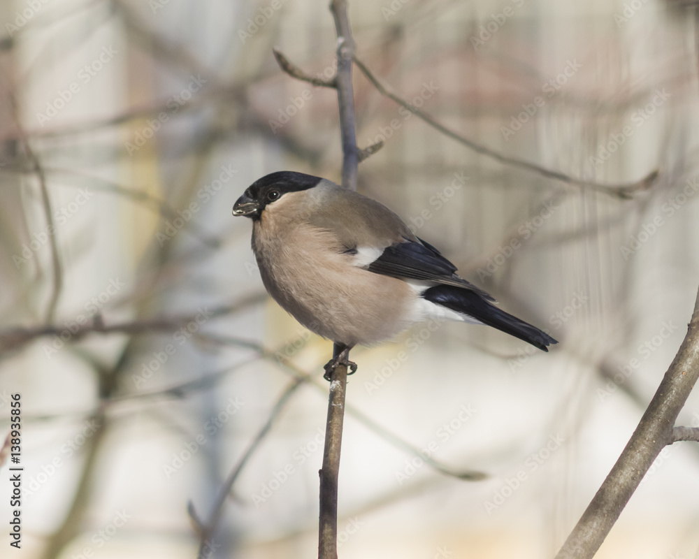 Obraz premium Brown Female of Eurasian Bullfinch, Pyrrhula pyrrhula, close-up portrait on branch with bokeh background, selective focus, shallow DOF