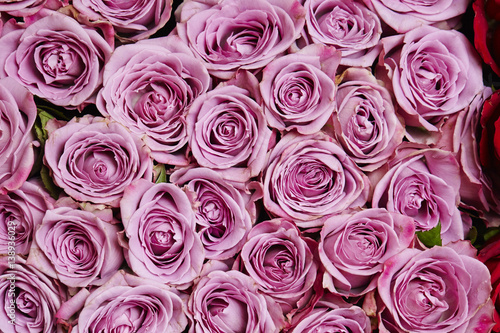 Rose background 