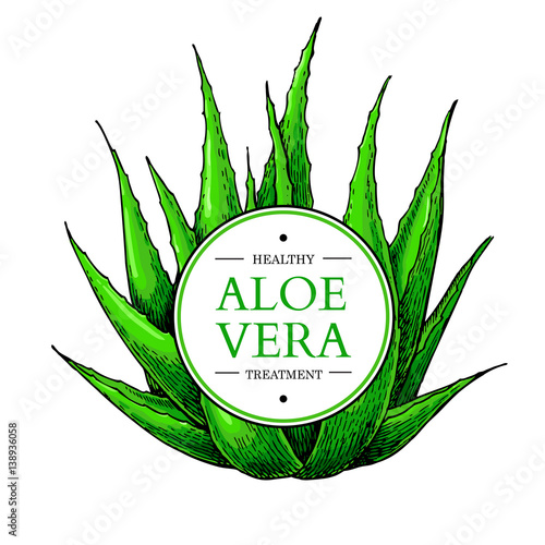 Aloe vera vector illustration with frame. Hand drawn artistic isolated object on white background.