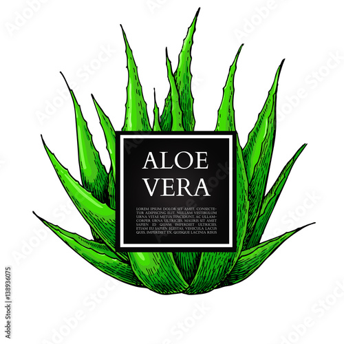 Aloe vera vector illustration with frame. Hand drawn artistic isolated object on white background.