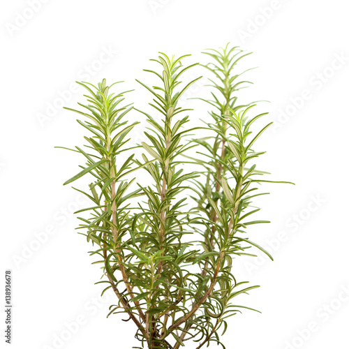 young rosemary plant