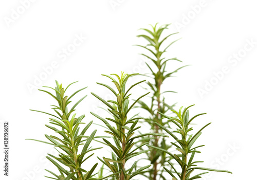 young rosemary plant