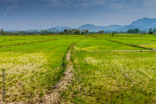 Thai agriculture