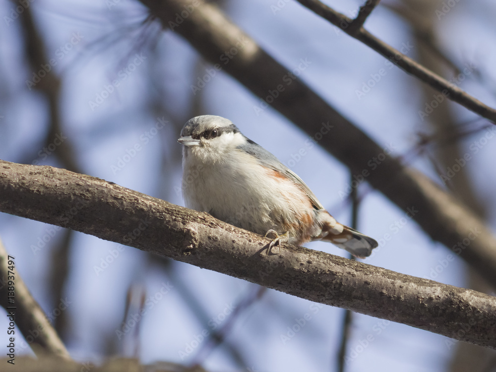 Fototapeta premium Eurasian or wood nuthatch, Sitta europaea, close-up portrait on tree, selective focus, shallow DOF