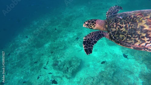 eine Schildkröte taucht dach dem Luft unter photo