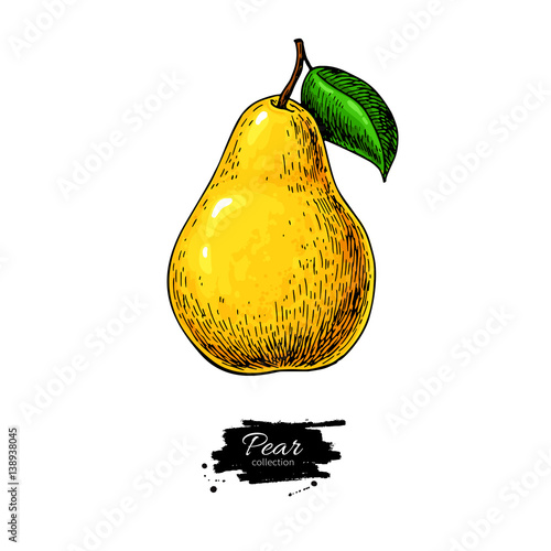 Pear vector drawing. Isolated hand drawn object on white backgro