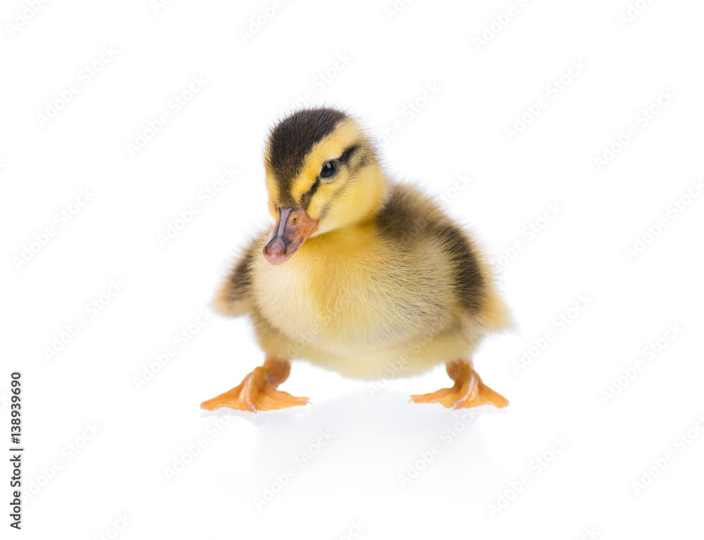Cute little newborn fluffy duckling. One young duck isolated on a white background. Nice small bird. Cute little newborn fluffy duckling. One young duck isolated on a white background. Nice small bird.