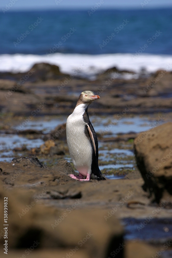 Fototapeta premium Pinguin nach Tauchgang