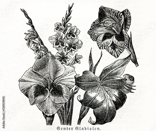 Fototapeta Naklejka Na Ścianę i Meble -  Ghent gladiolus (Gladiolus gandavensis) (from Meyers Lexikon, 1895, 7/608)