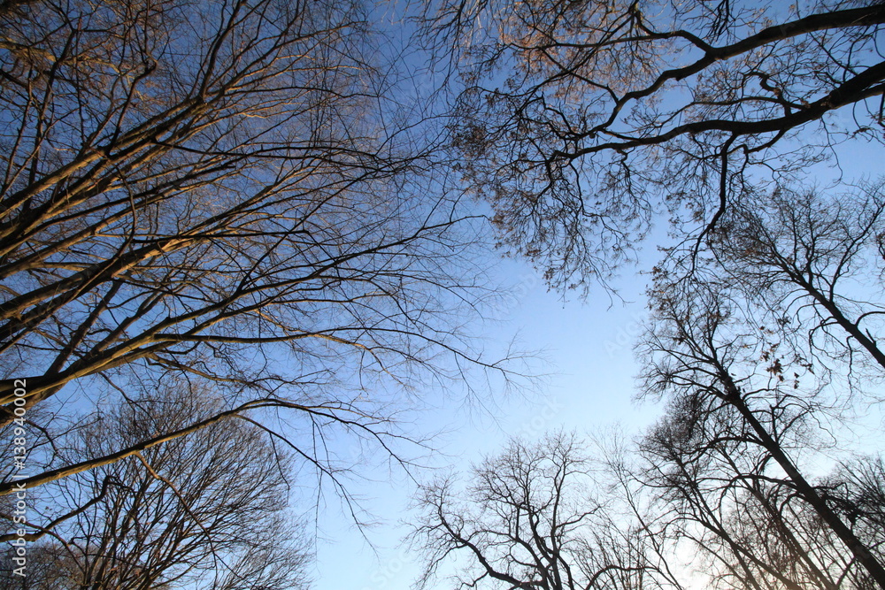 Vorfrühling in Berlin / Blick hinauf zu den Baumkronen im Stadtpark Steglitz Vorfrühling in Berlin / Blick hinauf zu den Baumkronen im Stadtpark Steglitz