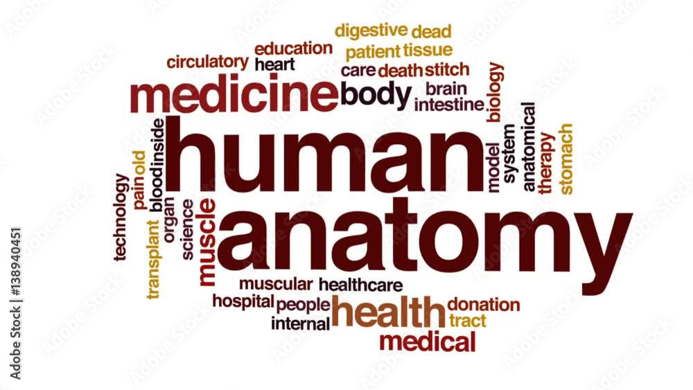 Human anatomy animated word cloud, text design animation. Human anatomy animated word cloud, text design animation.
