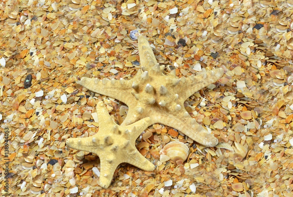 Two starfish on sea beach from shell rock Two starfish on sea beach from shell rock