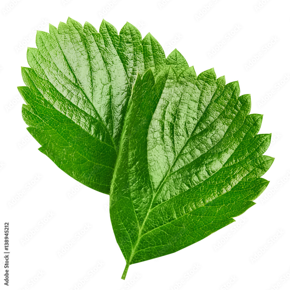 strawberry leaf isolated on white strawberry leaf isolated on white