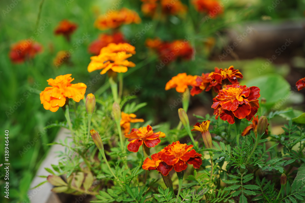 Orange tagetes (marigolds) growing in sunny summer garden in flower bed