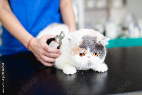 Bilde på lerret Beautiful exotic shorthair cat at veterinary.