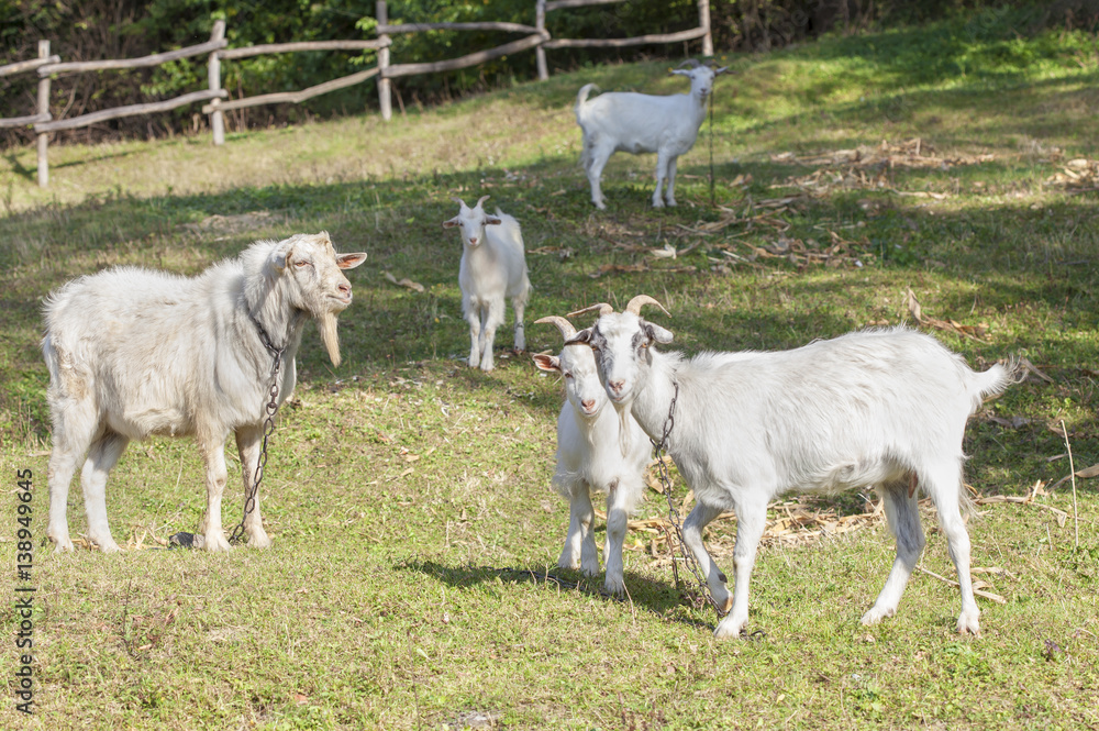 Obraz premium goat farm