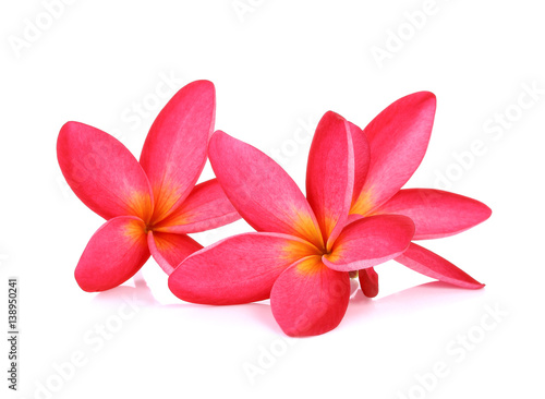 frangipani (plumeria) flowers on white background