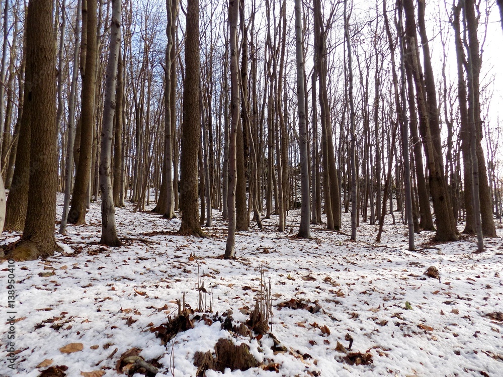Fototapeta premium Snowy forest during winter