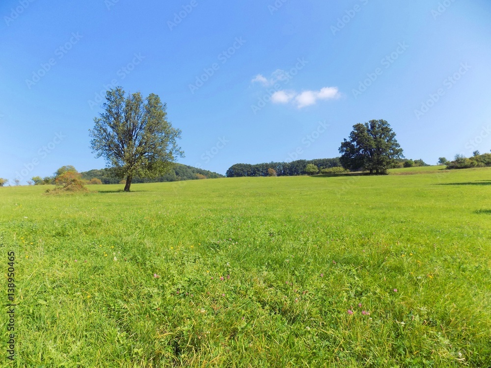 Meadow and deciduous forest in wild nature