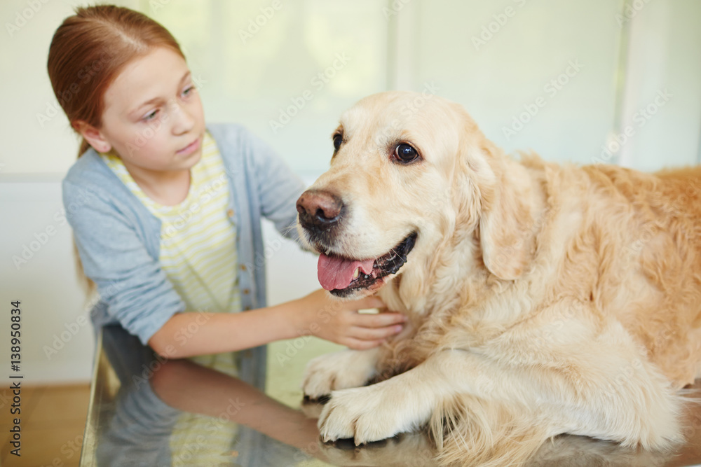 Small red-haired owner petting her cute retriever lying on table quietly with its tongue out while waiting for veterinarian Small red-haired owner petting her cute retriever lying on table quietly with its tongue out while waiting for veterinarian