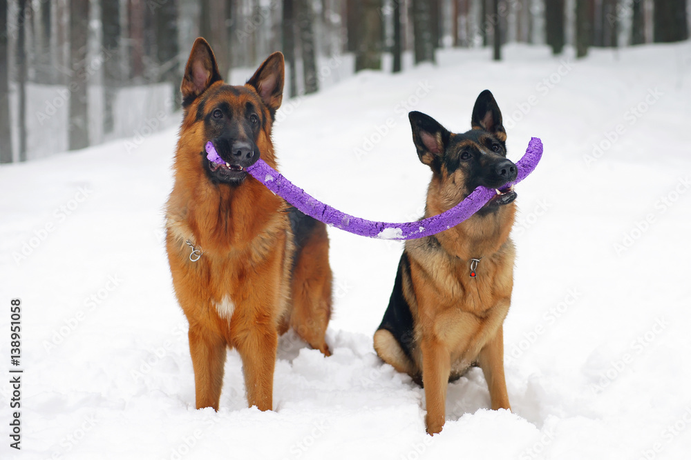 Two German Shepherd dogs holding a torn puller ring toy in winter