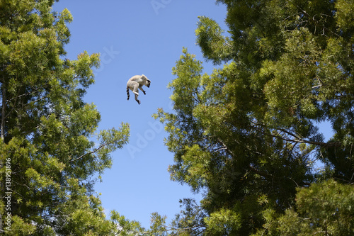 Madagascar, lemur jumping from tree to tree photo