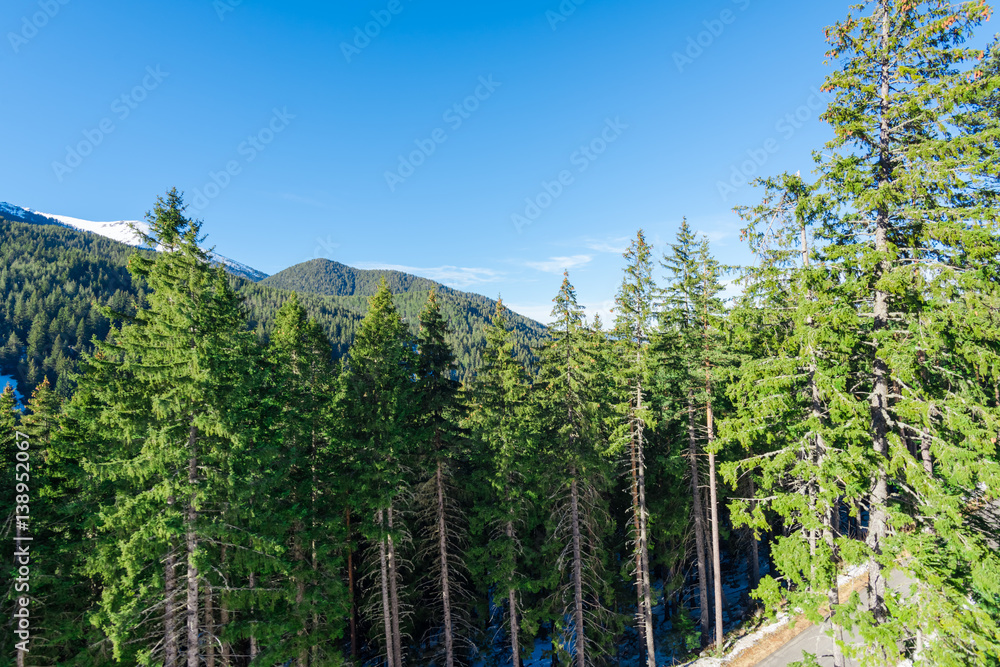 Obraz premium Road in the coniferous forest