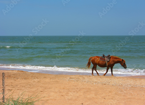 Horse and sea.
