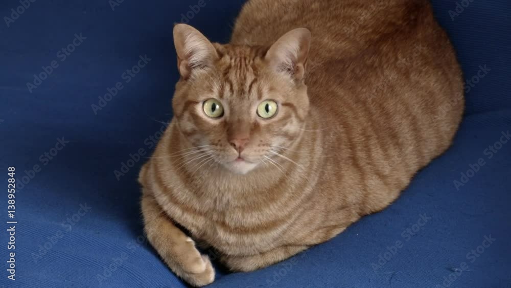 beautiful orange cat on blue sofa looking at the camera beautiful orange cat on blue sofa looking at the camera